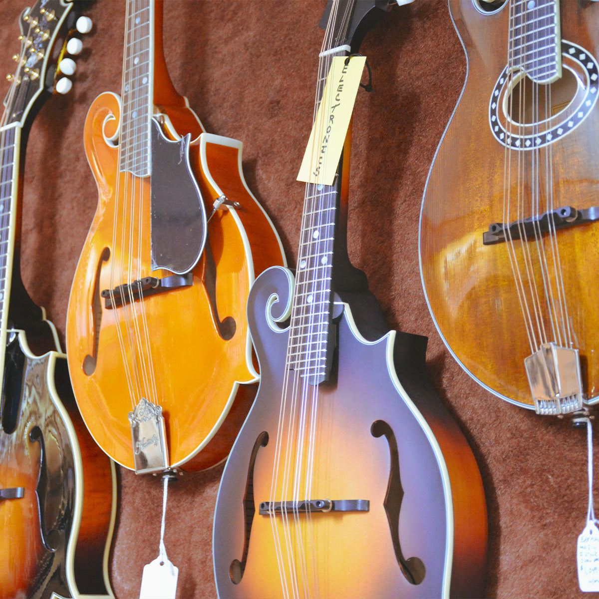 Mandolin Family